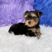 Angel - 7 day return guarantees, a female Yorkshire Terrier for sale in Donna, TX – 8 of 10