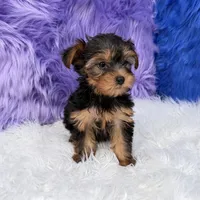 Maggie  - 7 day return guarantees, a female Yorkshire Terrier for sale in Donna, TX – 4 of 10
