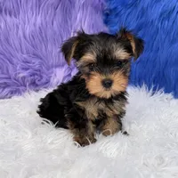 Angel - 7 day return guarantees, a female Yorkshire Terrier for sale in Donna, TX – 3 of 10