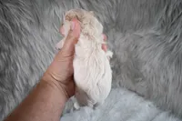 Charlie , a male Maltipoo for sale in Donna, TX – 8 of 10