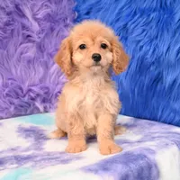 Perla , a female Cockapoo for sale in Donna, TX – 4 of 10