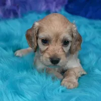 Annie , a female Cockapoo for sale in Donna, TX – 5 of 7