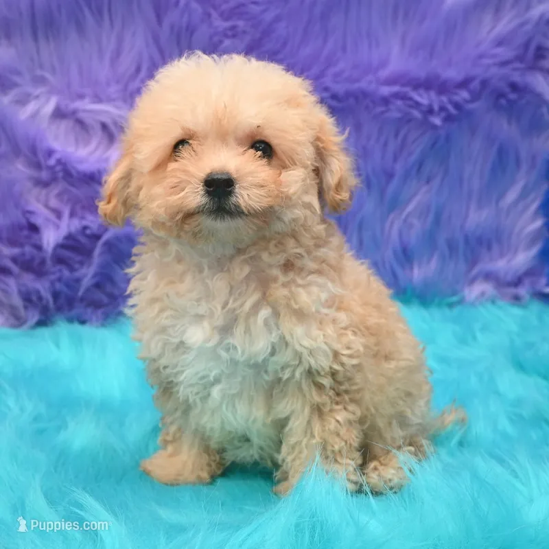 Harley  – Maltipoo puppy for sale in Donna, TX