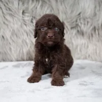 Vilma , a female Poodle - Miniature  for sale in Donna, TX – 6 of 7