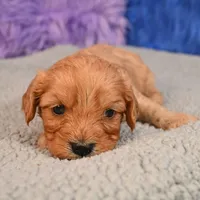 Ace - 7 day return guarantees, a male Cavapoo for sale in Donna, TX – 5 of 10