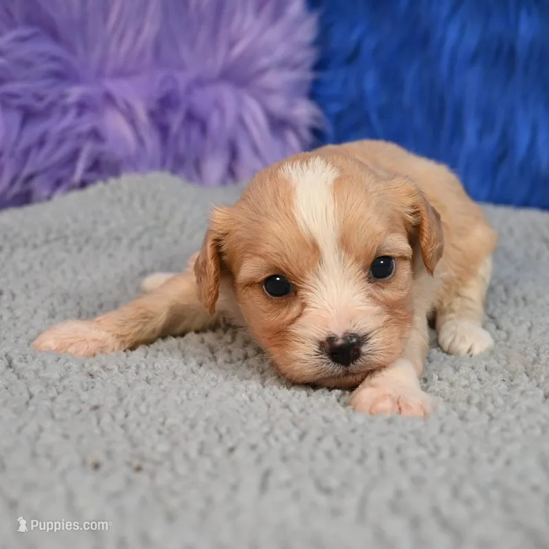 Moose - 7 day return guarantees, a male Cavapoo for sale in Donna, TX – 1 of 10