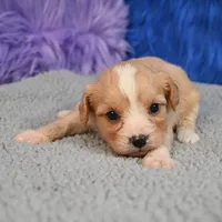 Moose - 7 day return guarantees, a male Cavapoo for sale in Donna, TX – 1 of 10