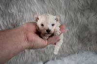 Murphy , a male Maltipoo for sale in Donna, TX – 7 of 10