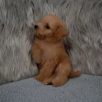 Abby Micro-Mini, a female Miniature Goldendoodle for sale in Donna, TX – 6 of 7