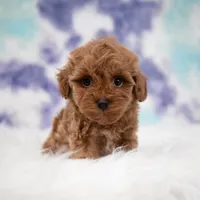 Zeus , a male Maltipoo for sale in Donna, TX – 7 of 7