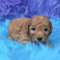 Oliver , a male Poodle - Miniature  for sale in Donna, TX – 7 of 9