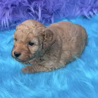 Jasper , a male Poodle - Miniature  for sale in Donna, TX – 4 of 10