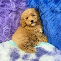 Paul , a male Shihpoo for sale in Donna, TX – 3 of 10