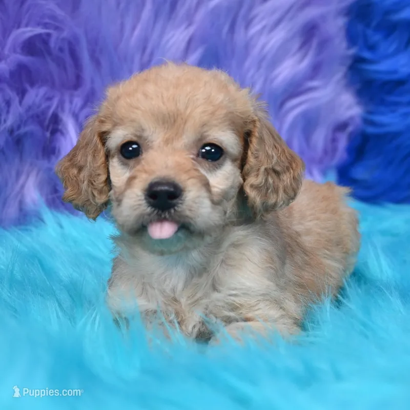 Perla  – Cockapoo puppy for sale in Donna, TX