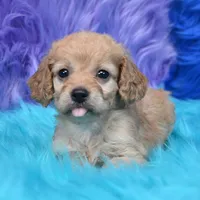 Perla , a female Cockapoo for sale in Donna, TX – 1 of 8