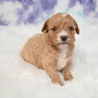 Jack, a male Cavapoo for sale in Donna, TX – 2 of 7