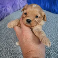 Rusty, a male Cavapoo for sale in Donna, TX – 10 of 10