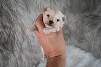 Murphy , a male Maltipoo for sale in Donna, TX – 4 of 10