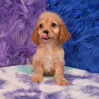 Thor , a male Cockapoo for sale in Donna, TX – 3 of 10