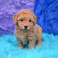Harper  Micro size, a female Miniature Goldendoodle for sale in Donna, TX – 5 of 6