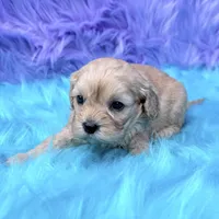 Hazel , a female Cavapoo for sale in Donna, TX – 2 of 8
