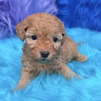 Harper , a female Poodle - Miniature  for sale in Donna, TX – 10 of 10