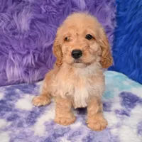 Duke , a male Cockapoo for sale in Donna, TX – 2 of 10