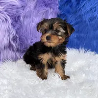 Maggie  - 7 day return guarantees, a female Yorkshire Terrier for sale in Donna, TX – 6 of 10