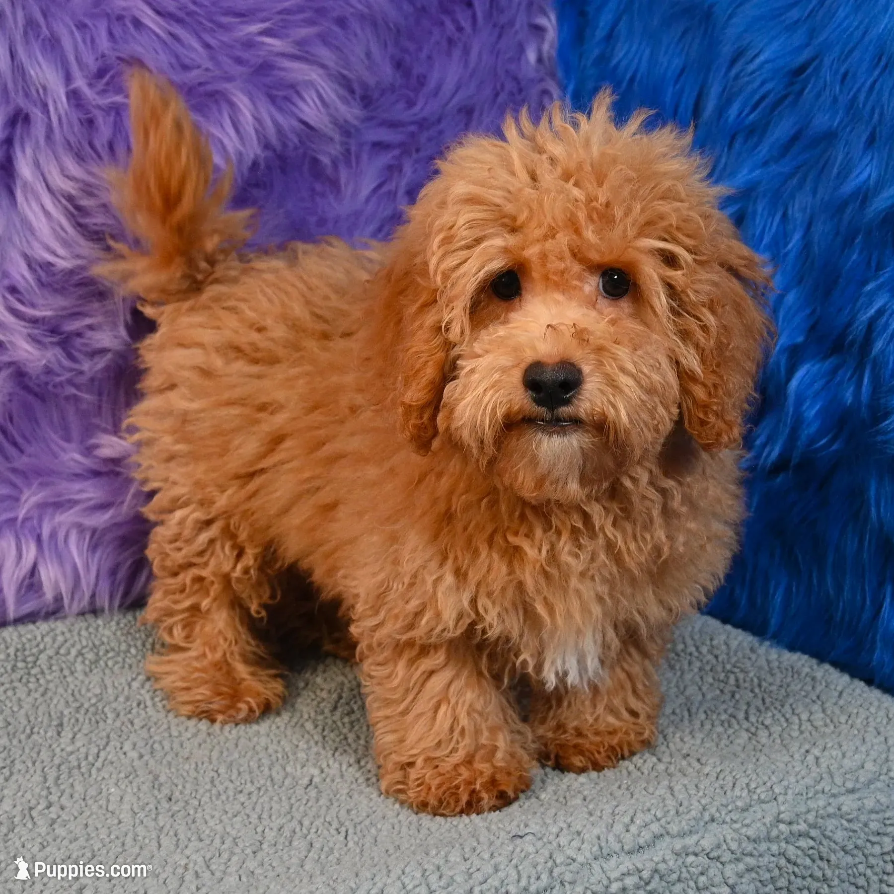 Paul - 7 day return policy, a male Shihpoo for sale in Donna, TX – 2 of 9
