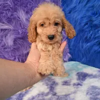 Duke , a male Cockapoo for sale in Donna, TX – 10 of 10