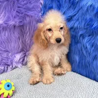 Thor  - 7 day return policy, a male Cockapoo for sale in Donna, TX – 7 of 10