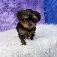 Jax, a male Yorkshire Terrier for sale in Donna, TX – 9 of 10