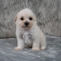 Raul , a male Maltipoo for sale in Donna, TX – 6 of 8