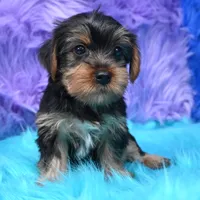 Izzy , a female Yorkshire Terrier for sale in Donna, TX – 1 of 9