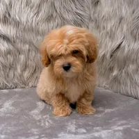 Andy, a male Maltipoo for sale in Donna, TX – Photo 5 of 9