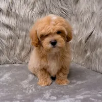 Andy, a male Maltipoo for sale in Donna, TX – Photo 6 of 9