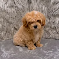 Andy, a male Maltipoo for sale in Donna, TX – Photo 9 of 9