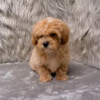 Andy, a male Maltipoo for sale in Donna, TX – Photo 4 of 9