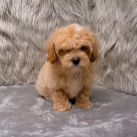 Andy, a male Maltipoo for sale in Donna, TX – Photo 7 of 9