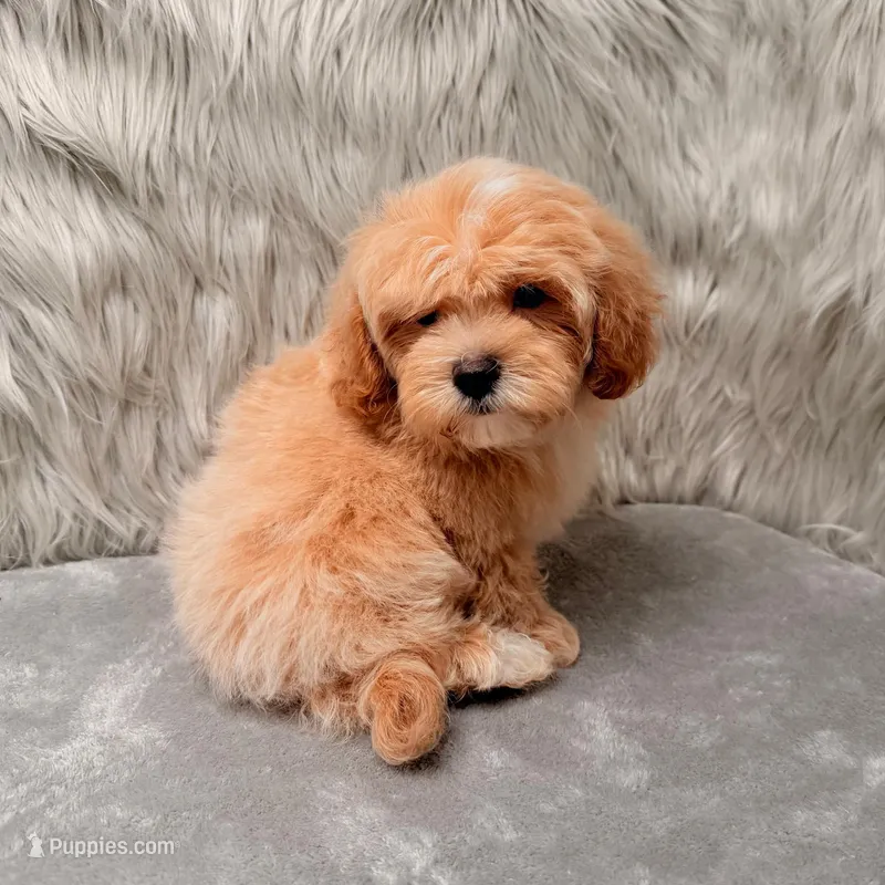 Andy – Maltipoo puppy for sale in Donna, TX