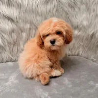 Andy, a male Maltipoo for sale in Donna, TX – Photo 1 of 9