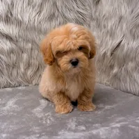 Andy, a male Maltipoo for sale in Donna, TX – Photo 3 of 9