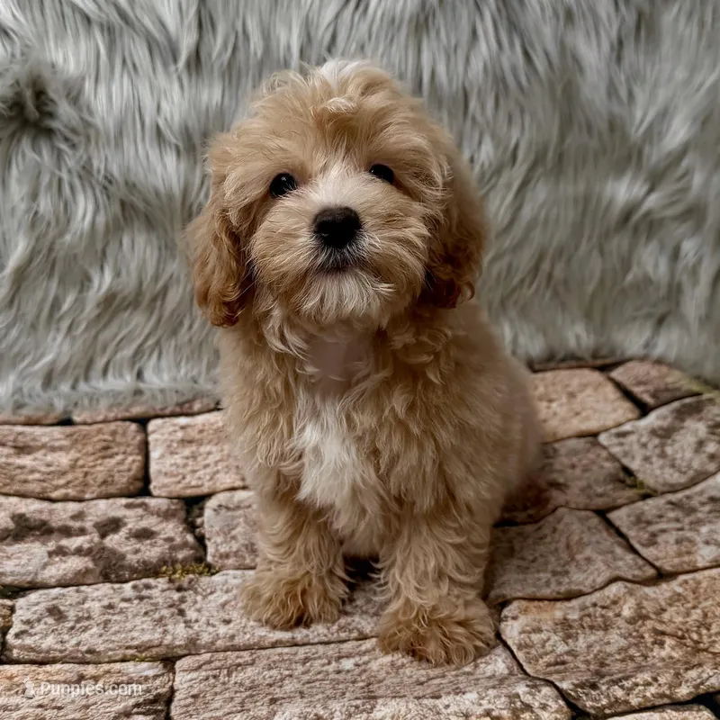 Andy – Maltipoo puppy for sale in Donna, TX