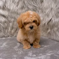 Andy, a male Maltipoo for sale in Donna, TX – Photo 2 of 9