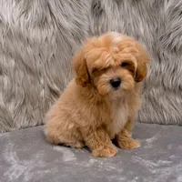 Andy, a male Maltipoo for sale in Donna, TX – Photo 8 of 9