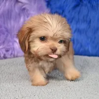 Baxter , a male Shihpoo for sale in Donna, TX – 7 of 10