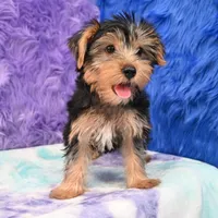 Cooper, a male Yorkshire Terrier for sale in Donna, TX – 5 of 10