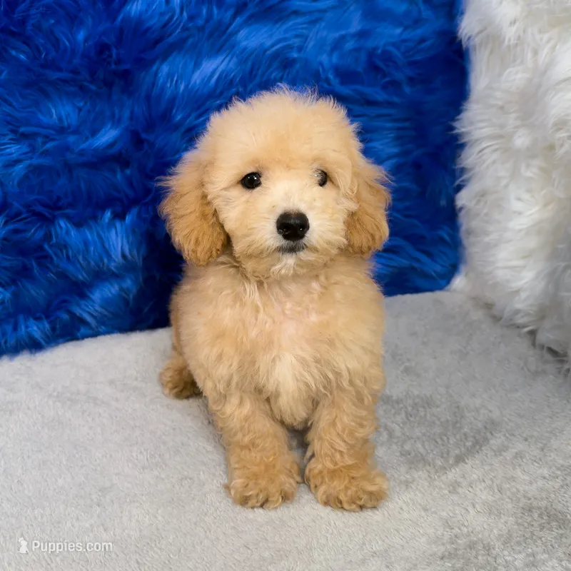 Max – Miniature Goldendoodle puppy for sale in Donna, TX