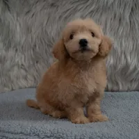 Max  Micro-Mini, a male Miniature Goldendoodle for sale in Donna, TX – 3 of 6