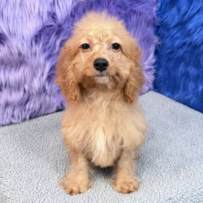 Minnie  – Cockapoo puppy for sale in Donna, TX